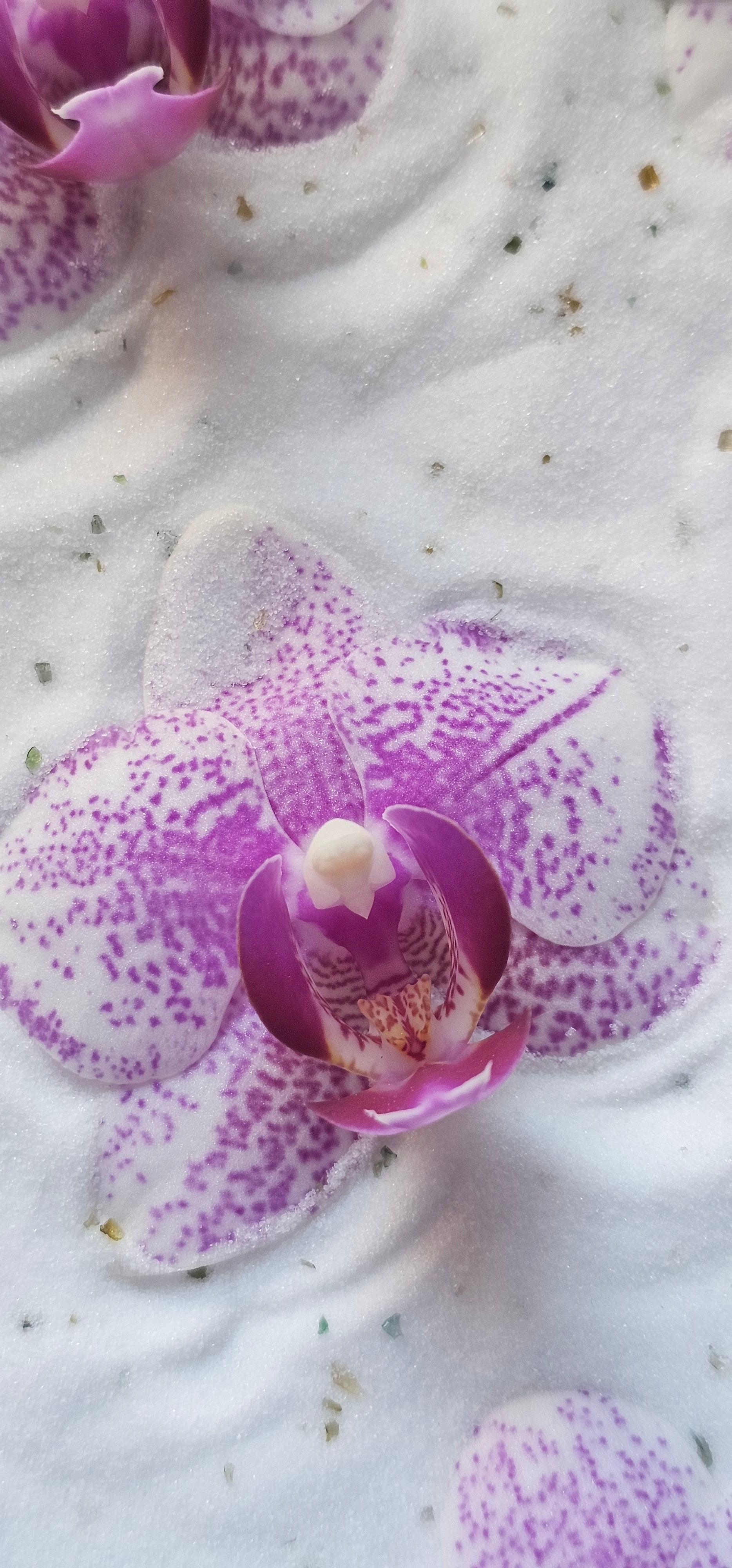 Colección "Silicio Floral"