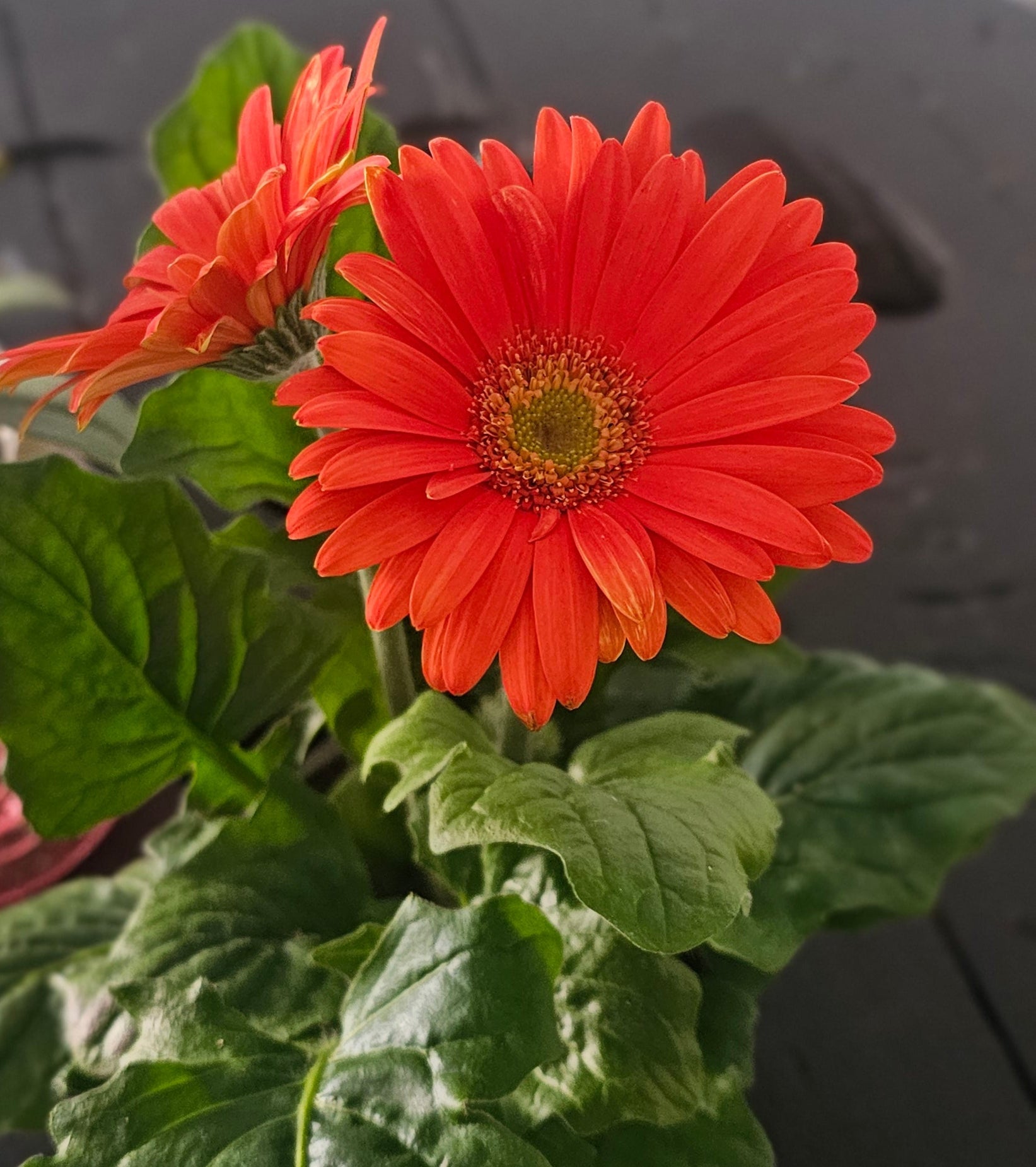 Alma colorida