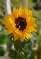 Fuego de Girasol.