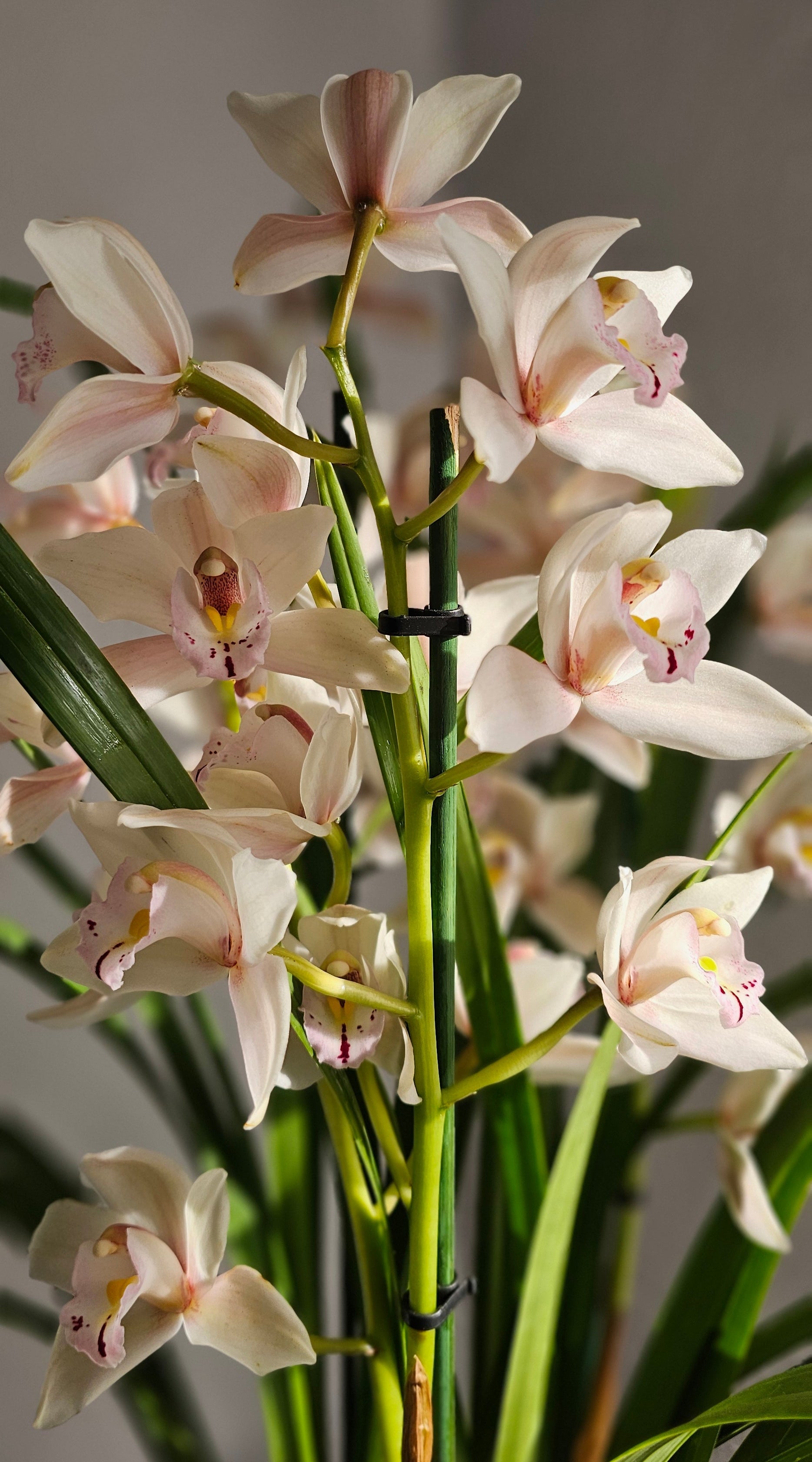 Flor de seda.